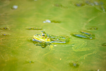 Common water green frog in the pond, natural environment, amphibian inhabitant wetland, Hylarana...