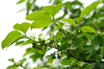 Persimmon tree awakens in quiet spectacle of delicate beauty in soft glow of spring sun. Bell-shaped blossoms blush of pale green. Moment of spring gentleness meets the quiet strength of the earth.