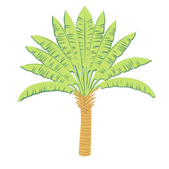 Isolated palm tree element on white background