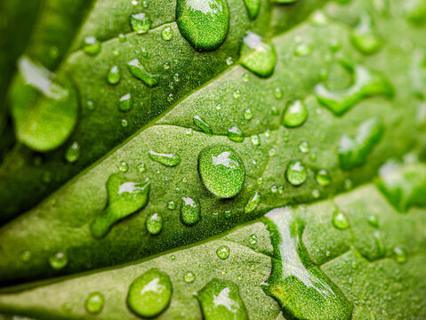 Beautiful large drop morning dew in nature, Drops of clean transparent water on leaves. Sun glare in drop. rainy season natural background