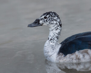 Female Knob-billed duck (African comb duck) swimming on a pond