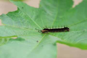 Close-up macro of a wild butterfly, moth, or caterpillar on a vibrant green leaf, showcasing the intricate insect in its natural summer habitat