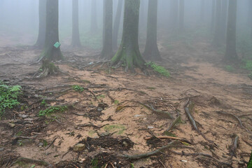 Tree roots at misty forest of famous pine tree, scientific name pinus, jungle of Lepchajagat, Darjeeling,West Bengal, India. Lush foliage of landscape scenery of Himalayas foggy monsoon weather.
