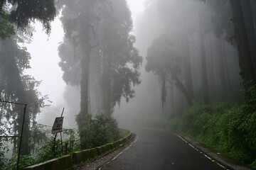 Misty forest of green plants at famous pine tree, scientific name pinus, jungle of Lepchajagat, Darjeeling,West Bengal, India. Lush foliage of landscape scenery of Himalayas foggy monsoon weather.