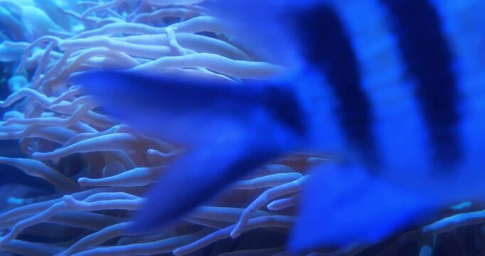 Fishes swim near Sea anemones - group of predatory marine invertebrates constituting order Actiniaria. Sea anemones are classified in phylum Cnidaria, class Anthozoa, subclass Hexacorallia