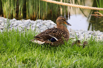 Mother Duck with Ducklings on Grass