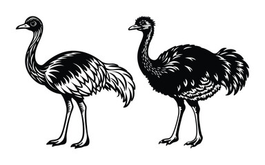 Cartoon Vector Birds with Flamingo and Ostrich Illustration.