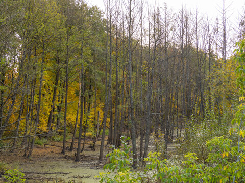 Autumn forest with bright trees.