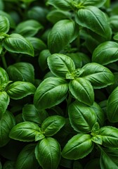 Close up view of fresh green basil herb leaves. Healthy food and ingredient for cooking concept. Aromatic plant for culinary.	
