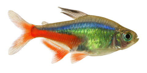 Vibrant Glowlight Tetra Fish A Stunning Aquarium Addition