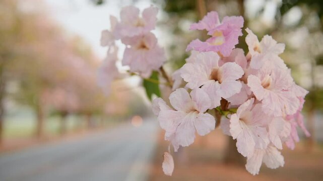 Pink Tecoma, Pink Trumpet Tree blossom in spring