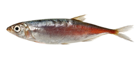 Close-up of a small, silvery fish with reddish underbelly, isolated on white background