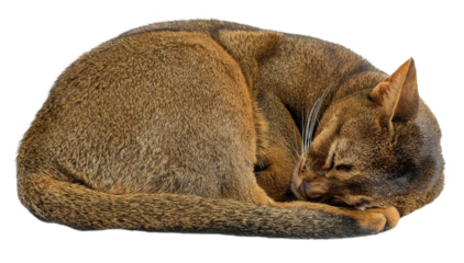 Sleeping Abyssinian kitten curled in a ball on white background, cute close up professional photo for pet care, cat food packaging, animal blog, happy warm pet portrait for veterinary waiting rooms