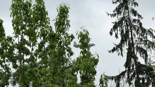 C-130 Hercules military transport plane flying over forest