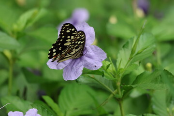 A beautiful monarch butterfly with orange and black wings rests on a colorful summer flower in a garden in Luang Prabang, Laos