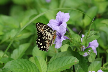 A beautiful monarch butterfly with orange and black wings rests on a colorful summer flower in a garden in Luang Prabang, Laos