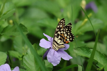 A beautiful monarch butterfly with orange and black wings rests on a colorful summer flower in a garden in Luang Prabang, Laos