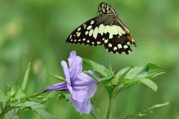 A beautiful monarch butterfly with orange and black wings rests on a colorful summer flower in a garden in Luang Prabang, Laos