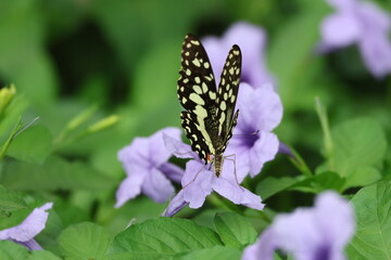 A beautiful monarch butterfly with orange and black wings rests on a colorful summer flower in a garden in Luang Prabang, Laos