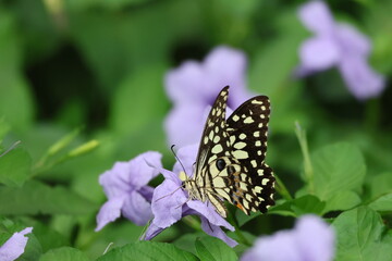 A beautiful monarch butterfly with orange and black wings rests on a colorful summer flower in a garden in Luang Prabang, Laos