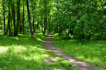 Fototapeta premium a lush green forest with an empty path and sunlight