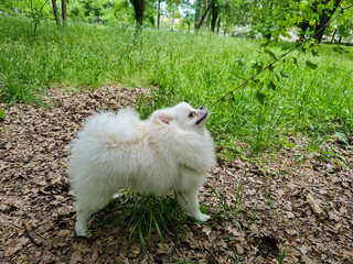 Fluffy white dog with a bushy tail stands on leafy ground, looking up at hanging green leaves. The background is lush with grass and scattered trees in a natural setting