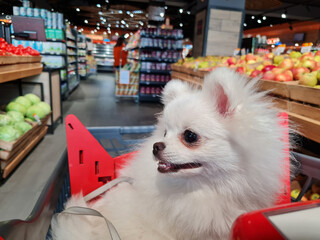 Fluffy white dog in a shopping cart inside a store with aisles filled with fruits and vegetables. The dog looks content, showing its teeth slightly, contrasting with vibrant produce