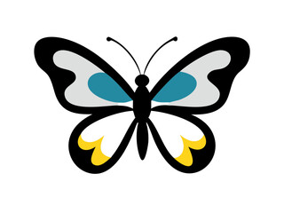 butterfly vector illustration