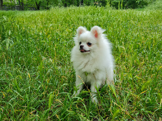 Fluffy white dog sitting in lush green grass, surrounded by tall plants. The small dog appears alert and content, with its tongue slightly out and ears perked. Forested area in distance