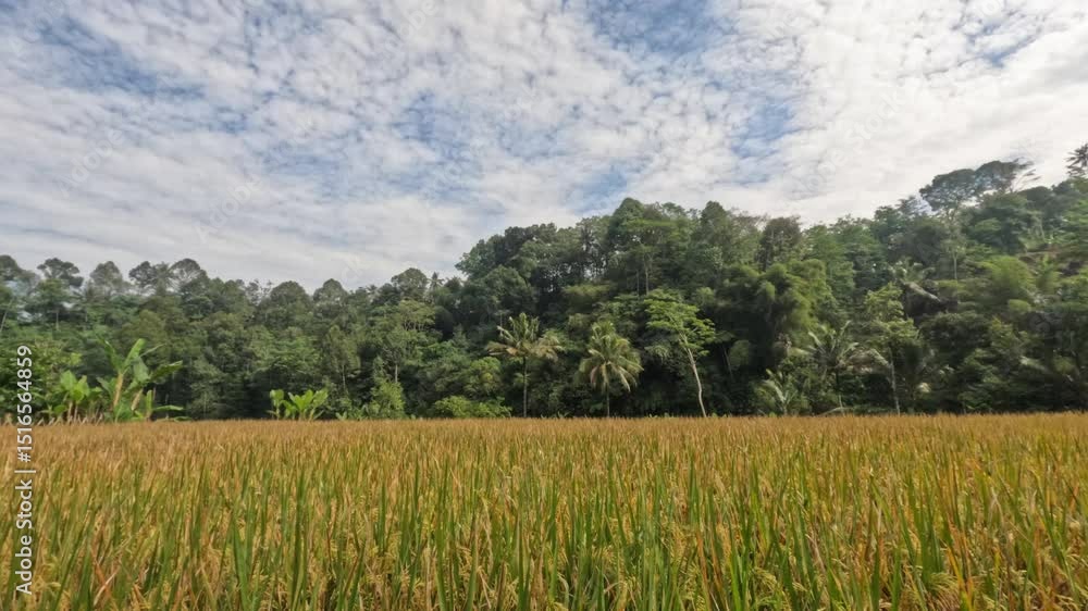 Poster timelapse of rice field scenery with fast moving clouds. rice fields are starting to turn yellow. ec