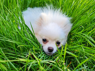 Fluffy white puppy lies nestled in vibrant green grass, looking directly at the camera with a curious and calm expression. The grass surrounds the puppy in a natural embrace