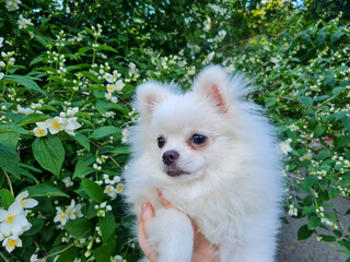 Fluffy white dog with a small face held by a hand amidst lush green foliage adorned with delicate white flowers, creating a serene and harmonious outdoor scene