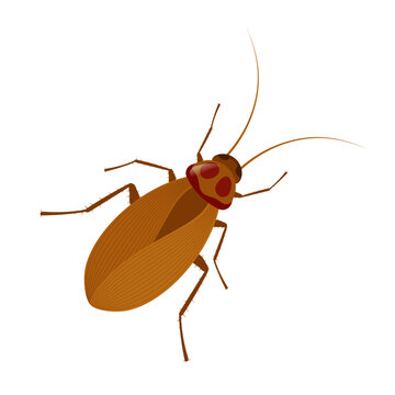 brown cockroach insect isolated white clip art preview