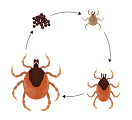 Mite Life Cycle Showing Eggs, Larva, Nymph and Adult Stages