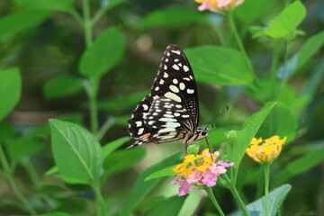 A beautiful monarch butterfly with orange and black wings rests on a colorful summer flower in a garden in Luang Prabang, Laos