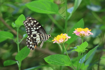 A beautiful monarch butterfly with orange and black wings rests on a colorful summer flower in a garden in Luang Prabang, Laos