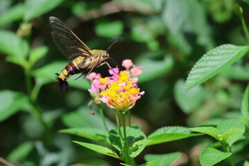 Close-up macro of a beautiful moth butterfly with delicate wings on a vibrant summer flower in nature's garden