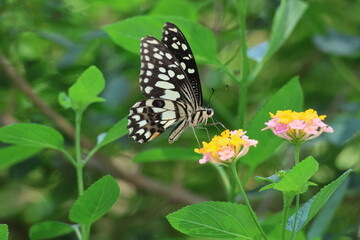 A beautiful monarch butterfly with orange and black wings rests on a colorful summer flower in a garden in Luang Prabang, Laos