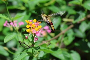 Close-up macro of a beautiful moth butterfly with delicate wings on a vibrant summer flower in nature's garden