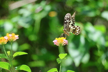 A beautiful monarch butterfly with orange and black wings rests on a colorful summer flower in a garden in Luang Prabang, Laos