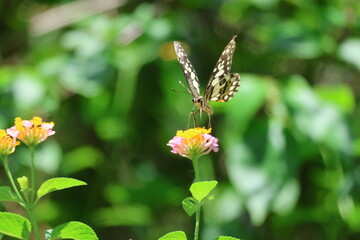 A beautiful monarch butterfly with orange and black wings rests on a colorful summer flower in a garden in Luang Prabang, Laos
