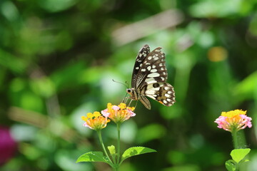 A beautiful monarch butterfly with orange and black wings rests on a colorful summer flower in a garden in Luang Prabang, Laos