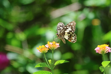 A beautiful monarch butterfly with orange and black wings rests on a colorful summer flower in a garden in Luang Prabang, Laos