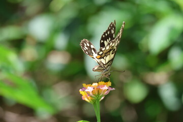 A beautiful monarch butterfly with orange and black wings rests on a colorful summer flower in a garden in Luang Prabang, Laos