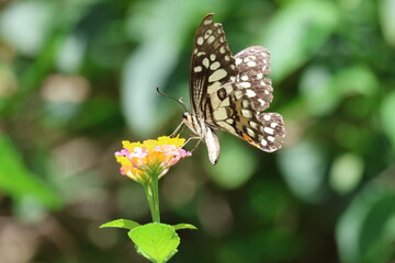 A beautiful monarch butterfly with orange and black wings rests on a colorful summer flower in a garden in Luang Prabang, Laos