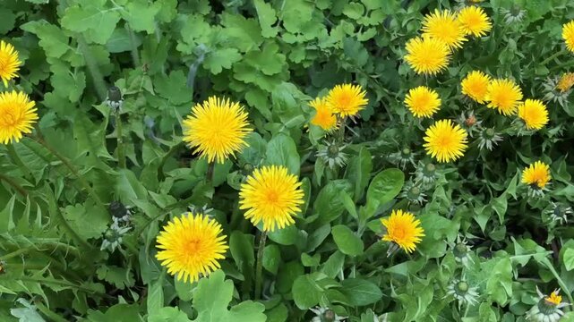 yellow dandelions on green background, top view