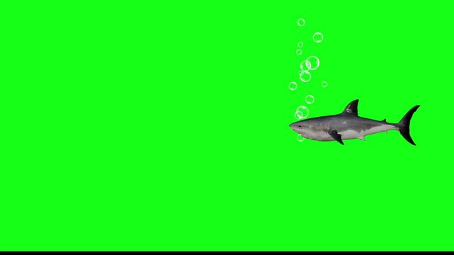 fish green screen, fish in sea green screen, shark