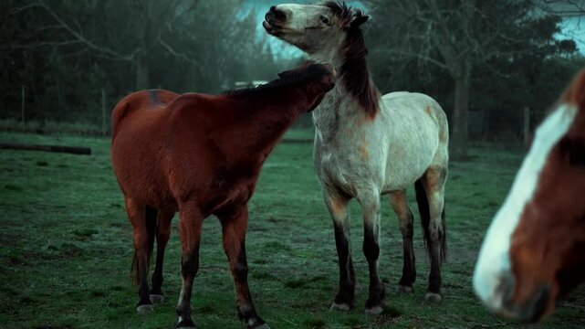 horses in horse farm - horses kissing