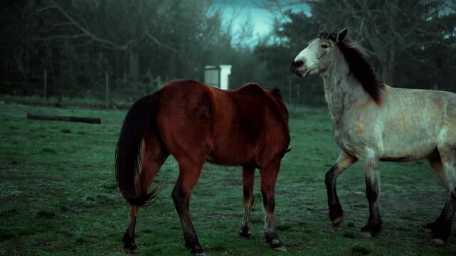 horses in horse farm