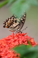 A beautiful monarch butterfly with orange and black wings rests on a colorful summer flower in a garden in Luang Prabang, Laos